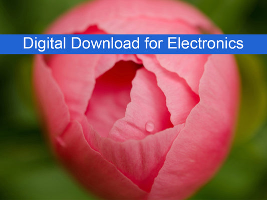 Peony Bud Floral Nature Photography Wallpaper for Computer monitors Smart TVs and Laptop Screens