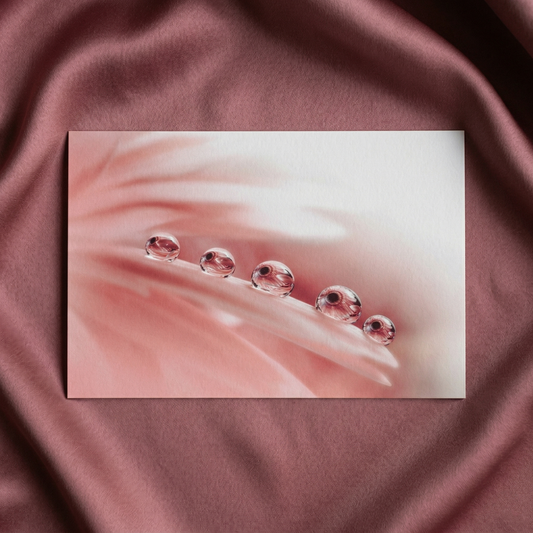 Pink Floral Artwork Dew Drops on Gerbera Daisy Petals Botanical Photograph Loose Art Print