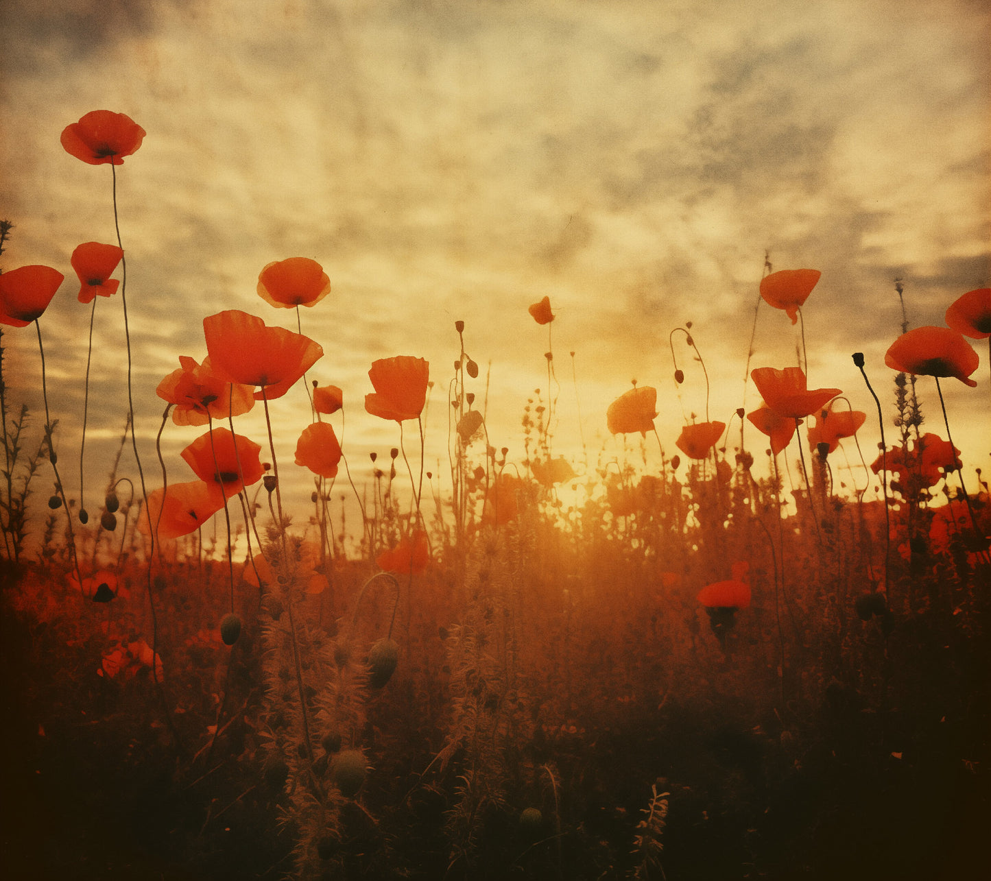 Poppy Dreams Poppy Field Retro Subdued - Digital Artwork Loose Art Print