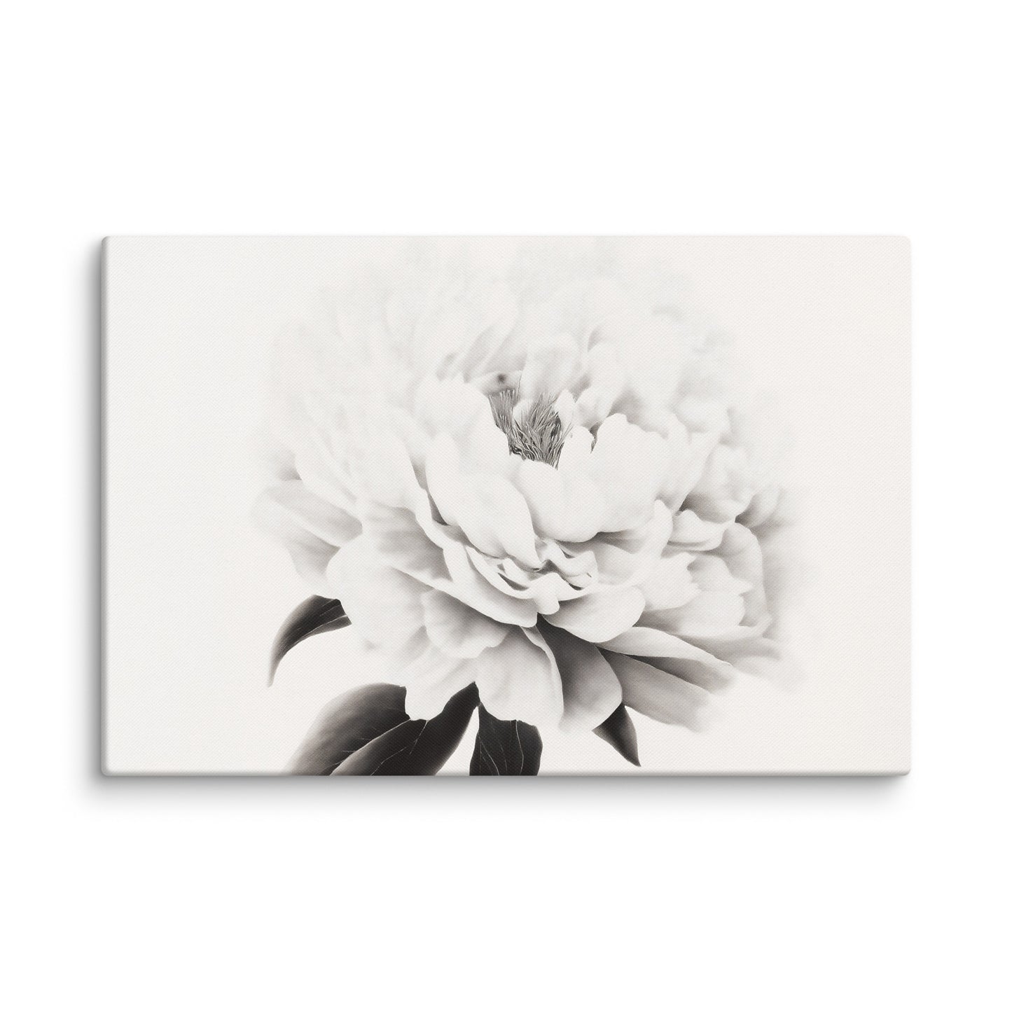Pure Petals  Floral Digital Artwork Abstract Peony Print Canvas Art