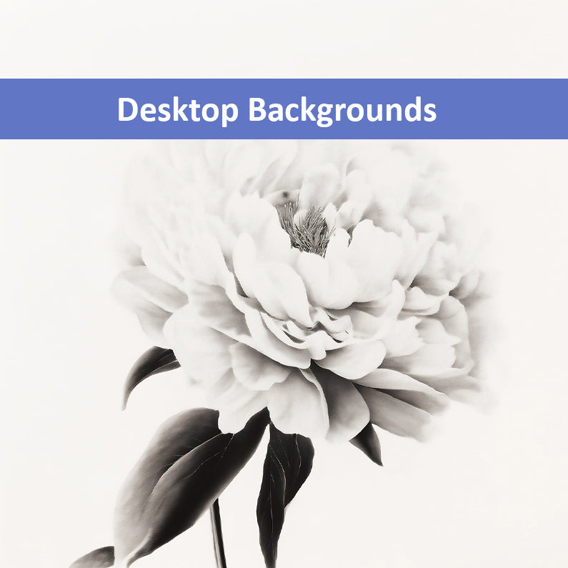 Pure Petals  Floral Digital Artwork Abstract Peony Print Wallpaper for Computer Monitors Smart TVs and Laptop Screens