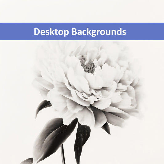 Pure Petals  Floral Digital Artwork Abstract Peony Print Wallpaper for Computer Monitors Smart TVs and Laptop Screens