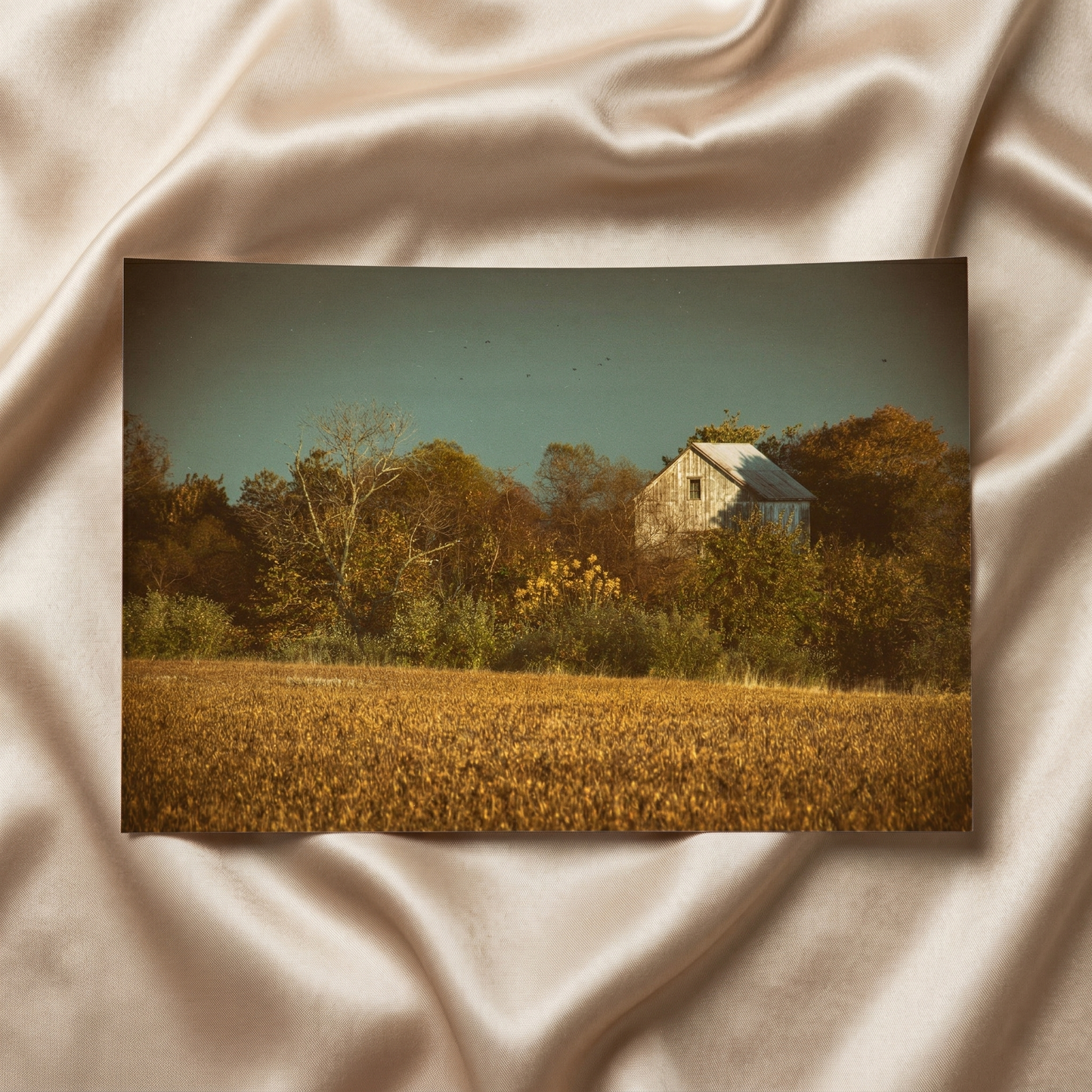 Rustic Art Abandoned Barn In The Trees Rural Landscape Photograph -Aged Colorized Loose Art Print