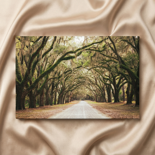 Rustic Art Style Print Live Oaks and Spanish Moss Road Way Savannah Ga Canvas Wall Art Print