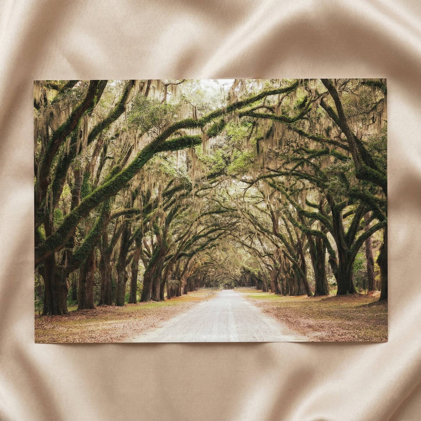 Rustic Decor Art Live Oaks and Spanish Moss Road Way Savannah Ga Loose Print