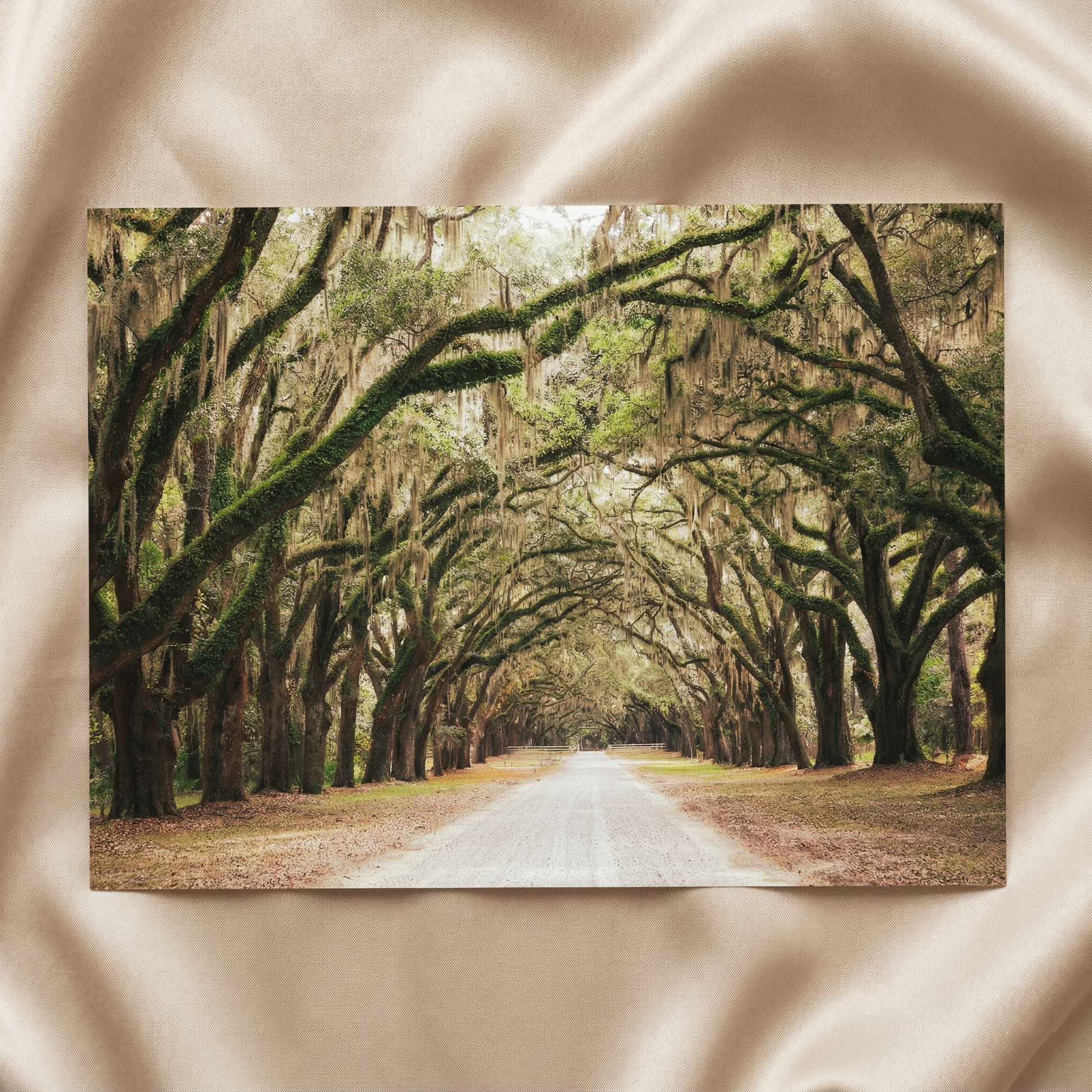 Rustic Decor Art Live Oaks and Spanish Moss Road Way Savannah Ga Loose Print
