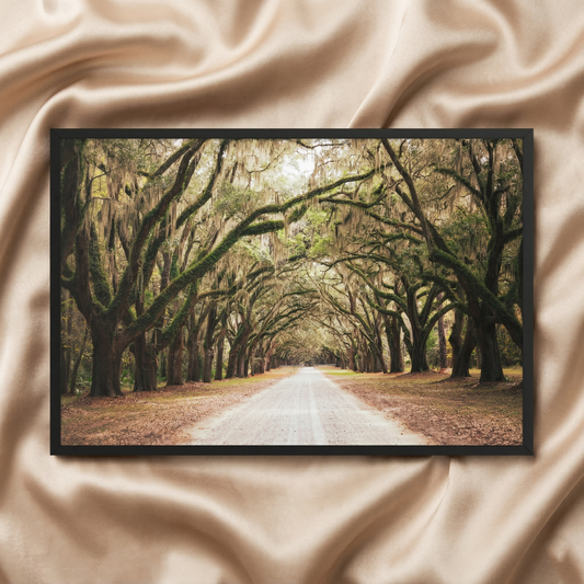Rustic Family Room Wall Decor Live Oaks and Spanish Moss Road Way Savannah Ga Landscape Photograph Framed Wall Art Print - Black