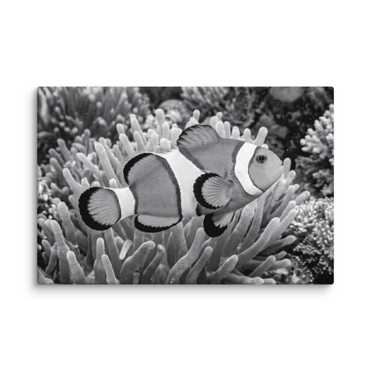 Serenity of the Reef Black and White Fish Wall Art Clownfish in Coral Canvas Wall Art Print