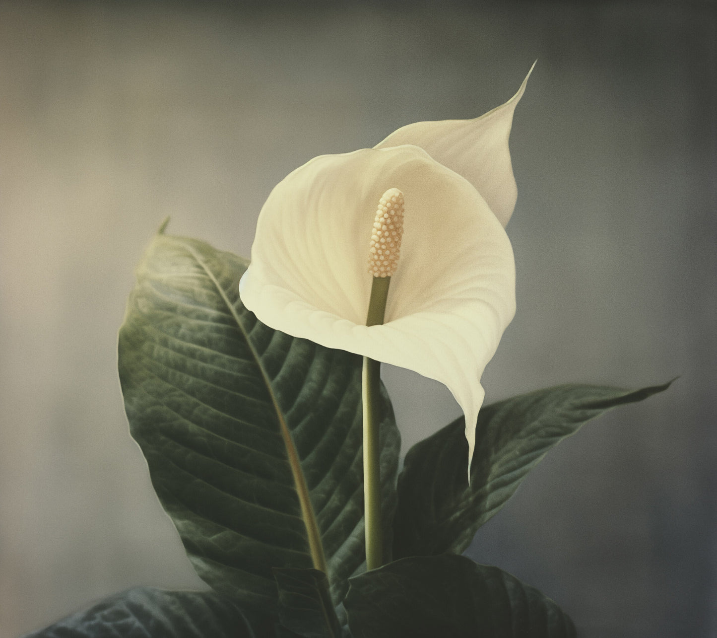 Serenity in White Peace Lily Retro Subdued Photorealism - Digital Artwork Loose Art Print