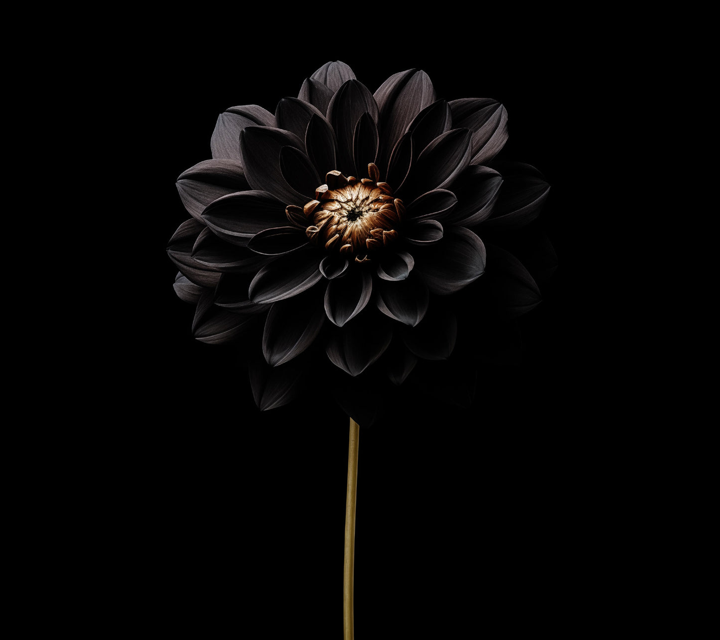 Shadow Blossom Black Flowers Photorealism - Digital Artwork Loose Art Print