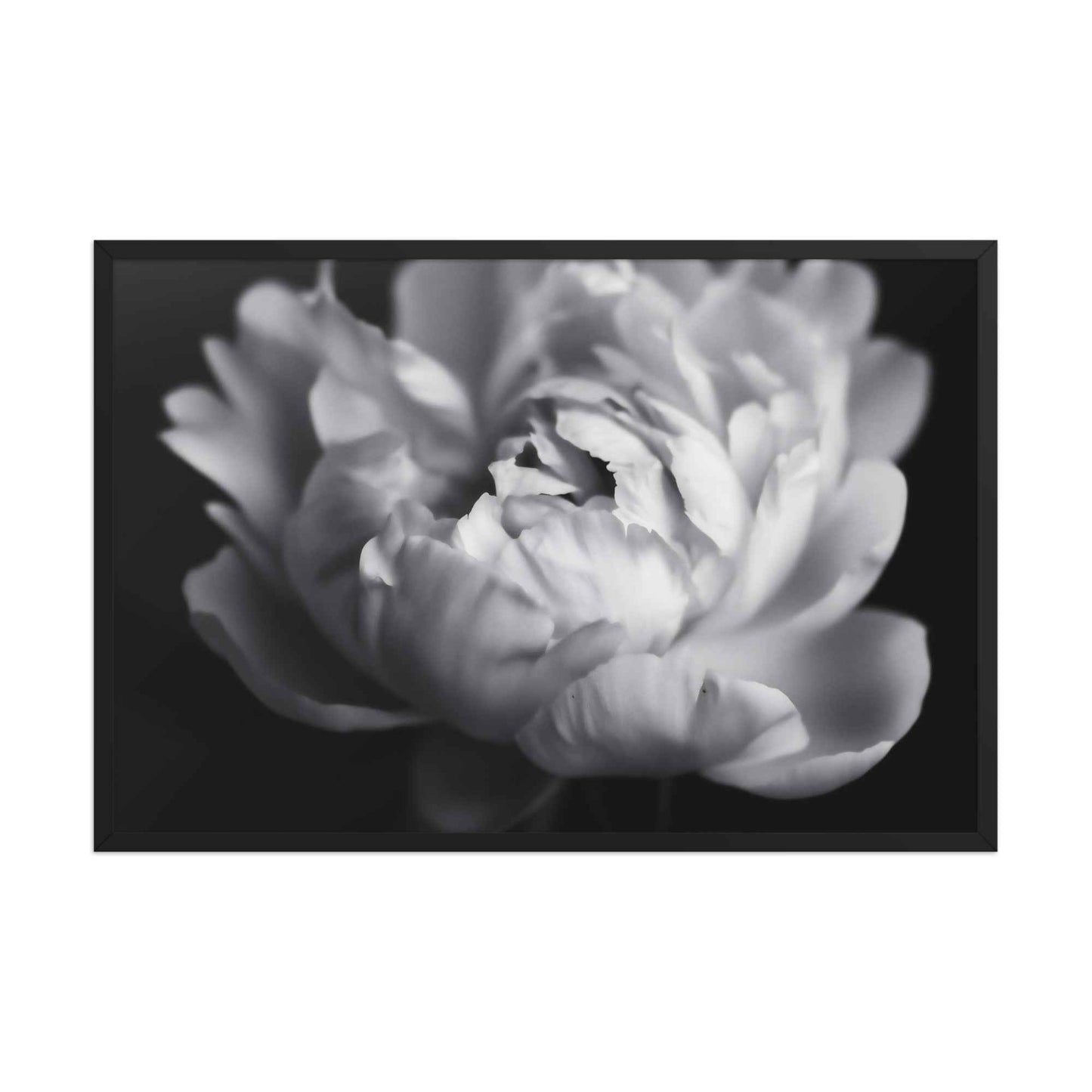 Shadow and Silk Floral Photorealistic Digital Art Peony Artwork Framed Print