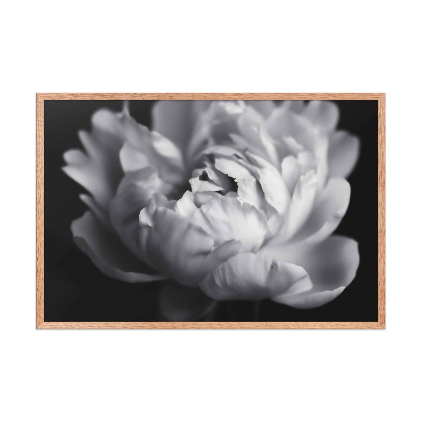 Shadow and Silk Floral Photorealistic Digital Art Peony Artwork Framed Print
