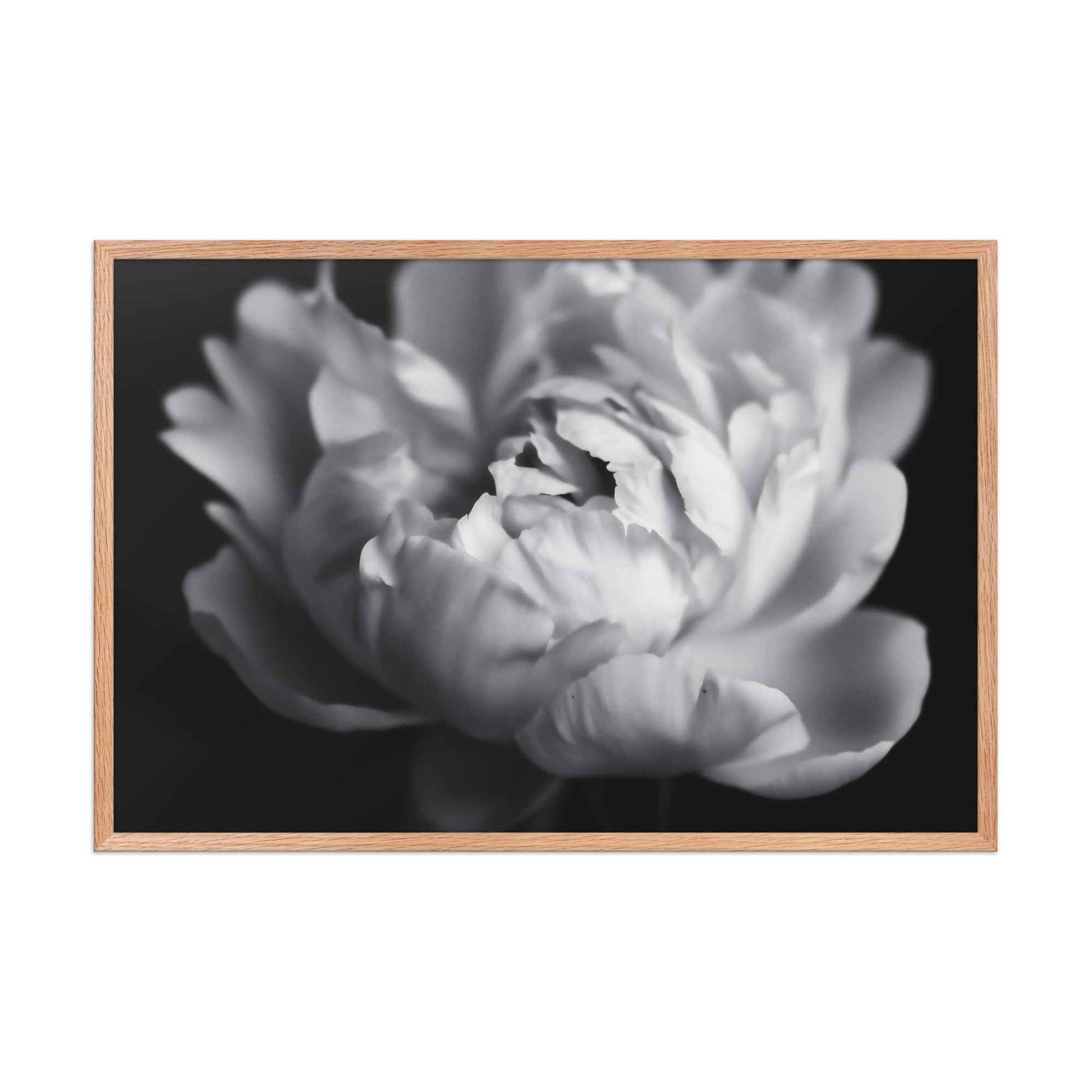 Shadow and Silk Floral Photorealistic Digital Art Peony Artwork Framed Print