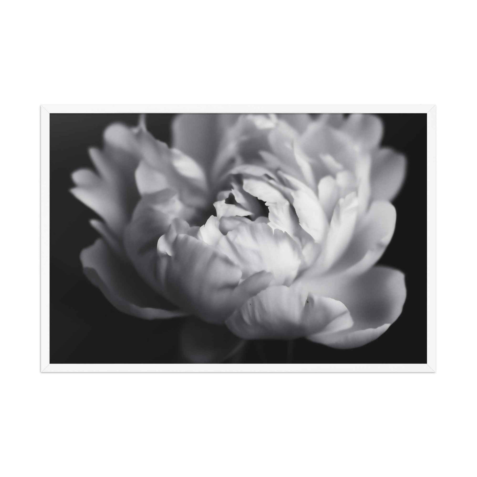 Shadow and Silk Floral Photorealistic Digital Art Peony Artwork Framed Print