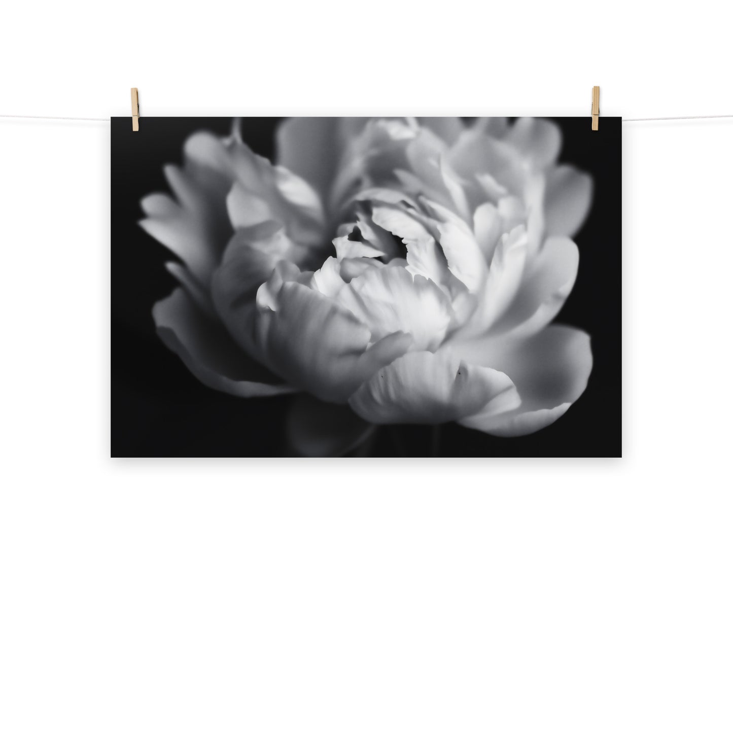 Shadow and Silk  Floral Photorealistic Digital Art Peony Artwork Loose Art Print
