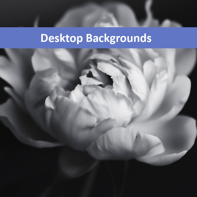 Shadow and Silk  Floral Photorealistic Digital Art Peony Artwork Wallpaper for Computer Monitors Smart TVs and Laptop Screens