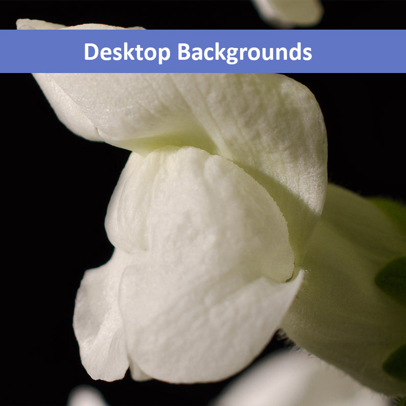 Single Snap Dragon Bloom Against Black Background Nature Photography Wallpaper for Computer