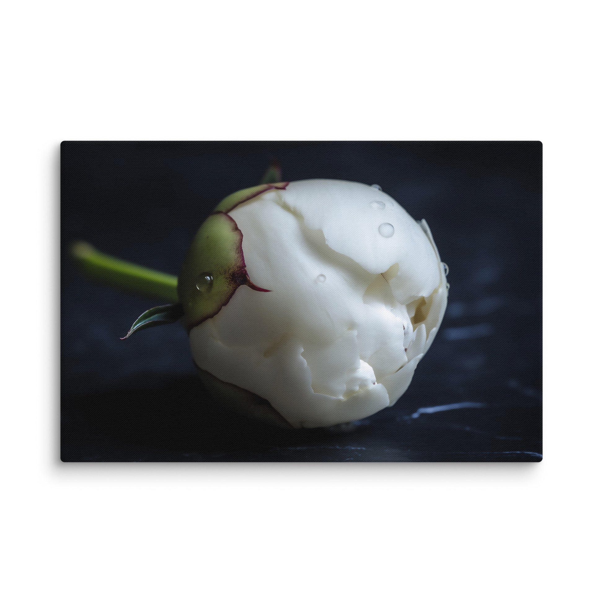 Stark Botanical Peony Bud Floral Photorealistic Digital Artwork Canvas Wall Art Print