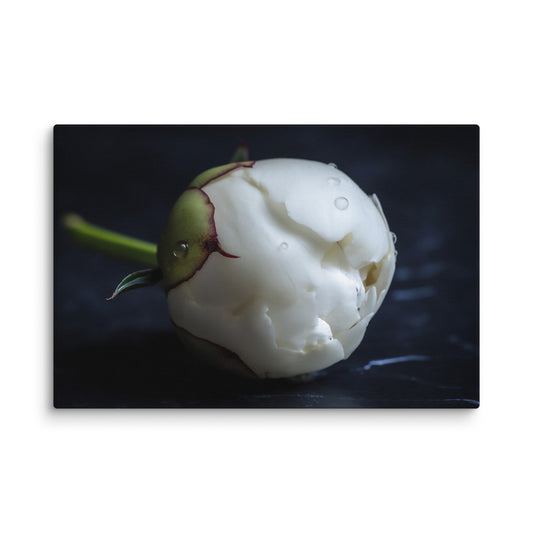 Stark Botanical Peony Bud Floral Photorealistic Digital Artwork Canvas Wall Art Print