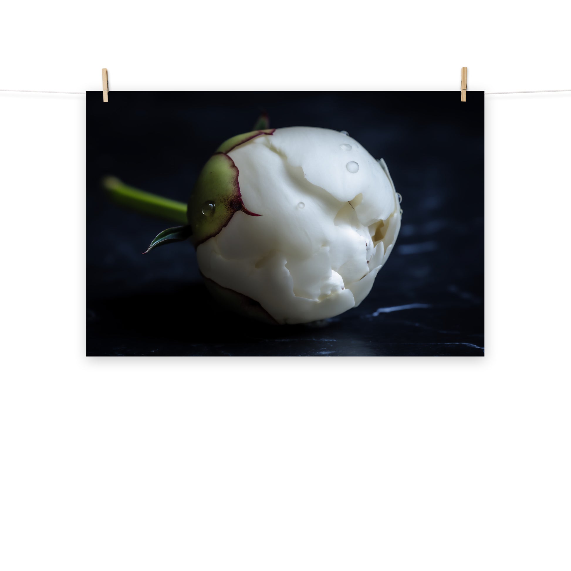 Stark Botanical Peony Bud Floral Photorealistic Digital Artwork Loose Art Print