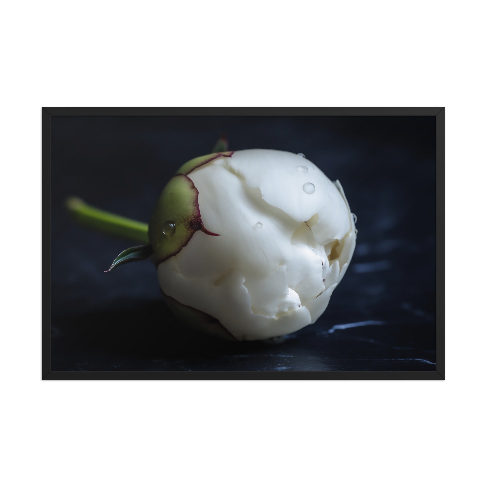 Stark Botanical Peony Bud Floral Photorealistic Digital Artwork Wall Art Print Black Wooden Frame
