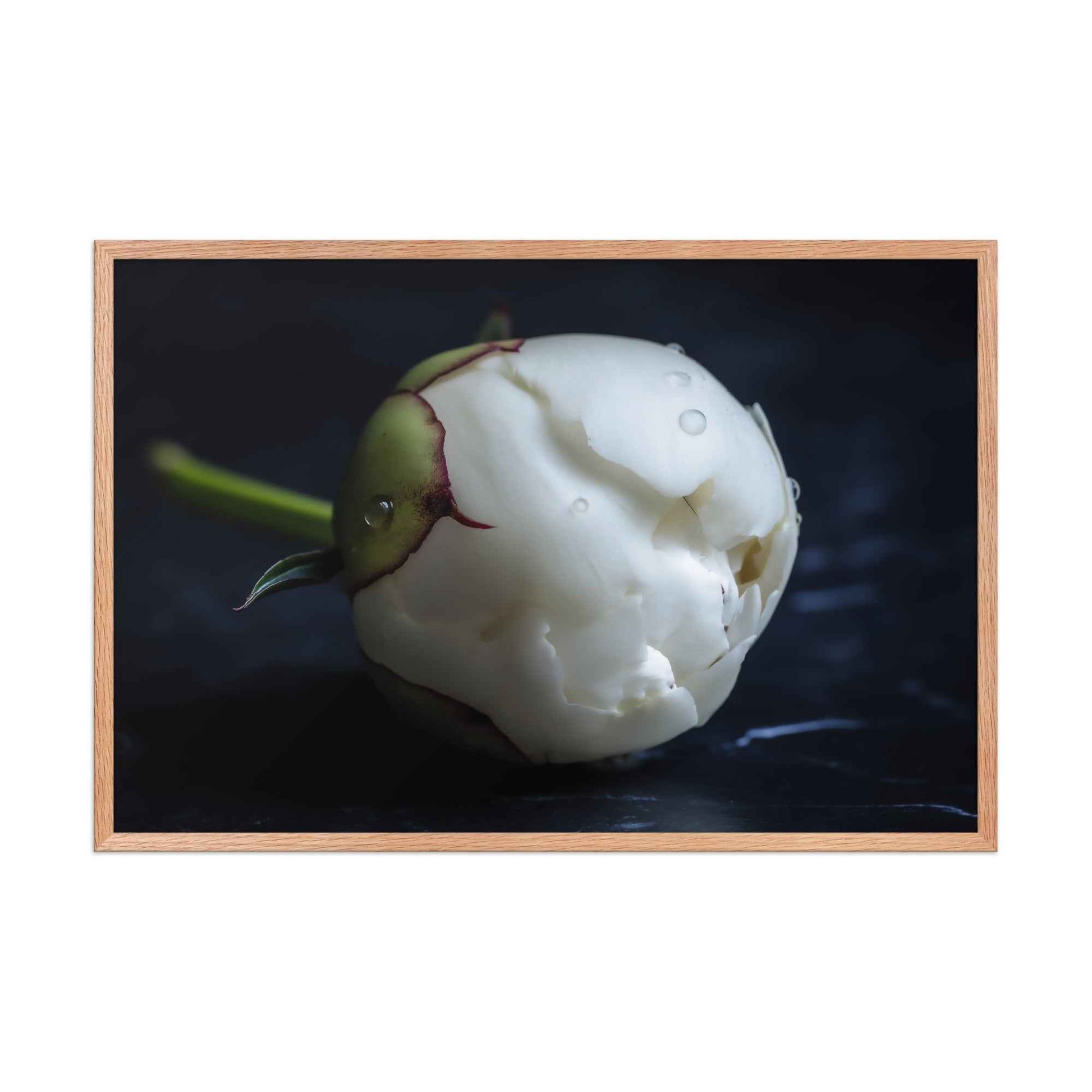 Stark Botanical Peony Bud Floral Photorealistic Digital Artwork Framed Wall Art Print