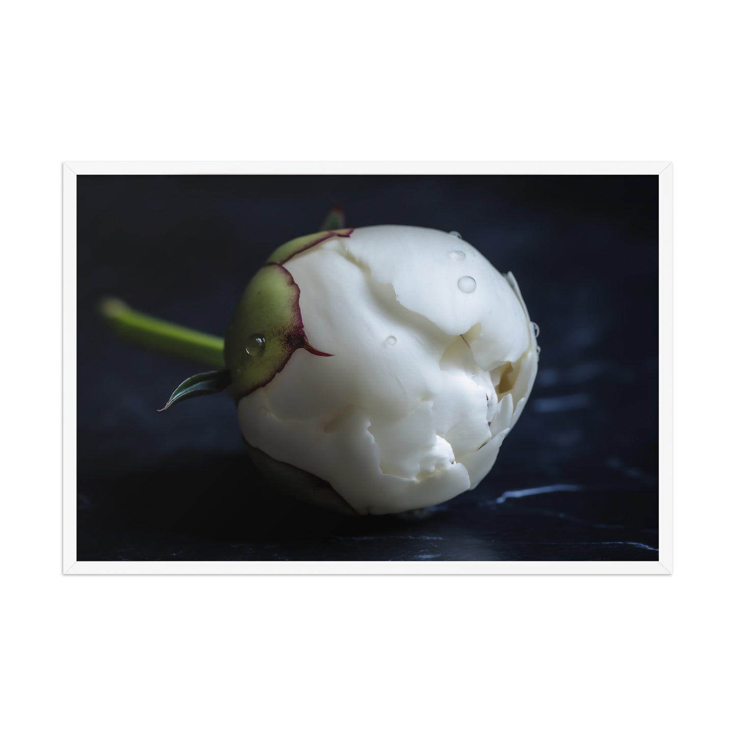Stark Botanical Peony Bud Floral Photorealistic Digital Artwork Wall Art Print White Wooden Frame