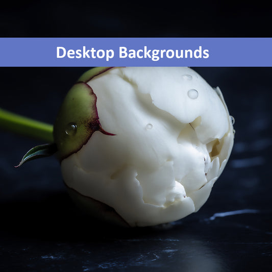 Stark Botanical Peony Bud Floral Photorealistic Digital Artwork Wallpaper for Computer monitors Smart TVs and Laptop Screens