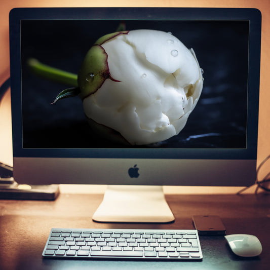 Stark Botanical Peony Bud Floral Photorealistic Digital Artwork Wallpaper for Computer Monitors Smart TVs and Laptop Screens 2