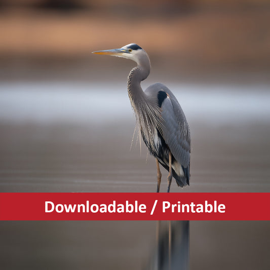 heron artwork: Stilled Waters Wildlife Photorealistic Digital Painting DIY Downloadable and Printable Wall Art Prints