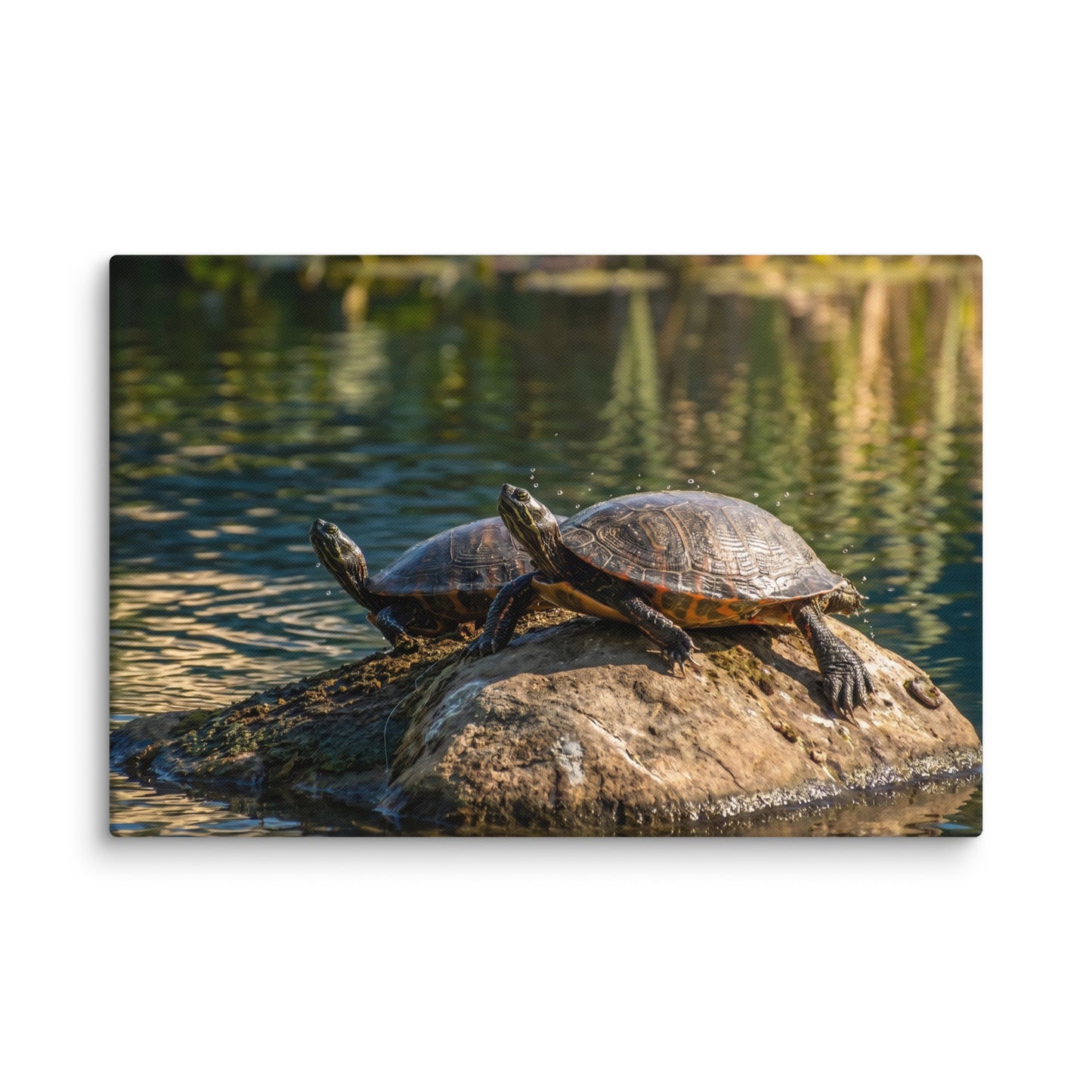 Sunshine Rock Wildlife Turtle Wall Art Print (1) Canvas