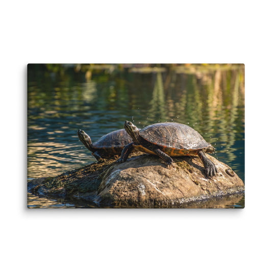 Sunshine Rock Wildlife Turtle Wall Art Print (1) Canvas