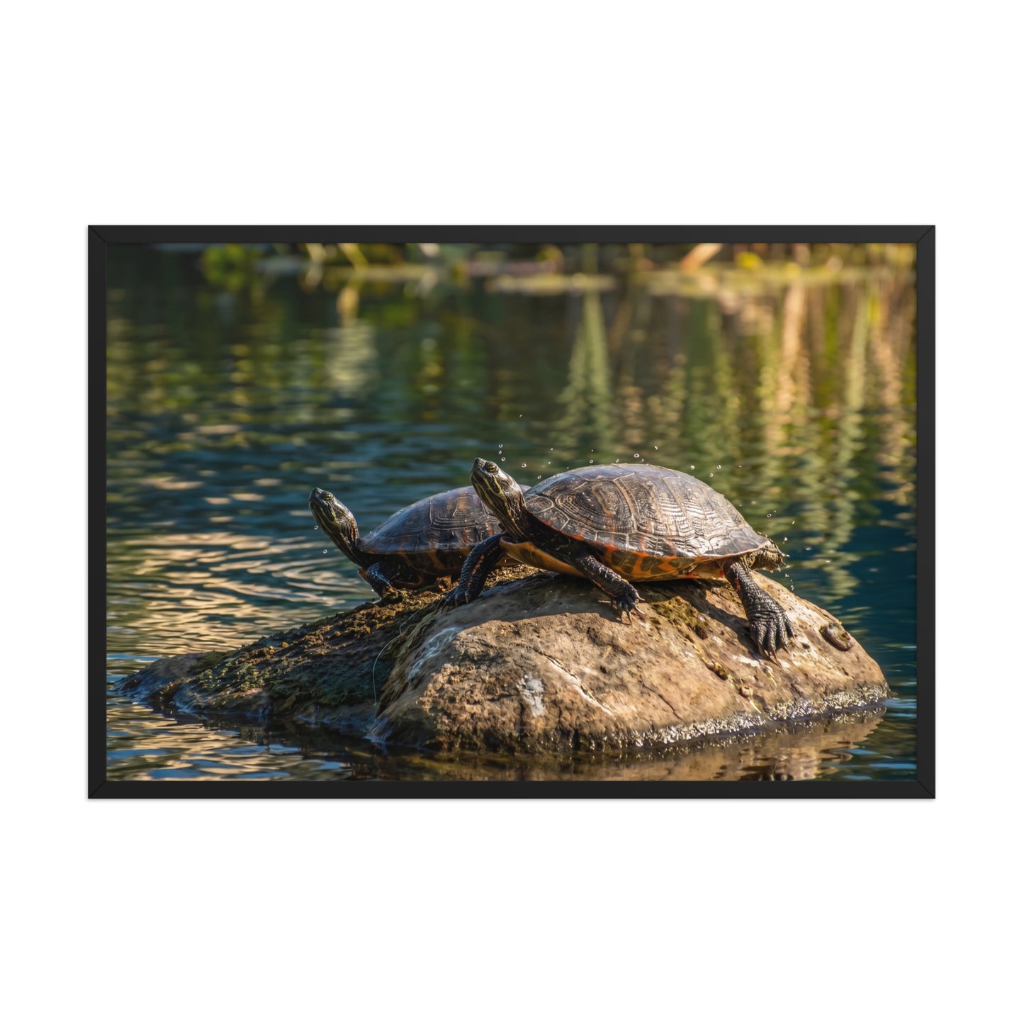 Sunshine Rock Wildlife Turtle Wall Art Print (2) Black Frame