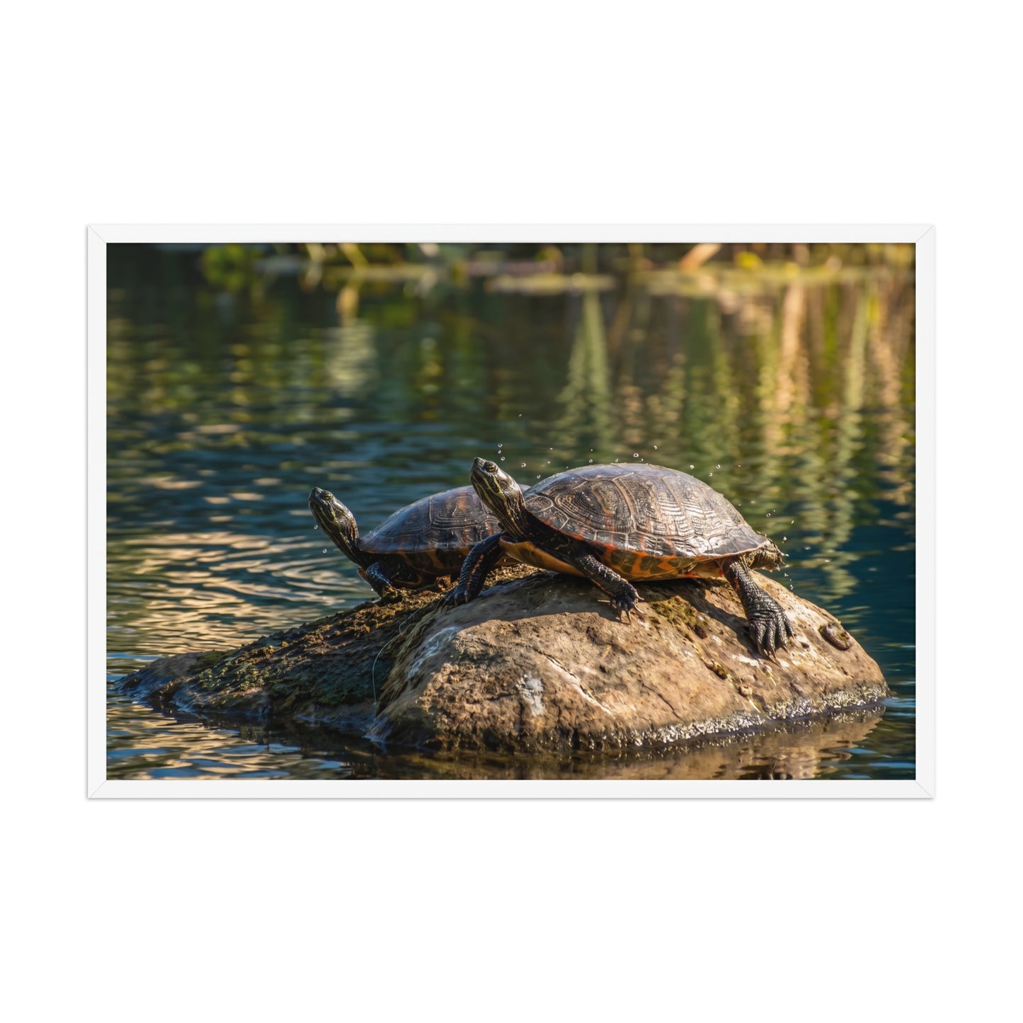 Sunshine Rock Wildlife Turtle Wall Art Print (4) White Frame