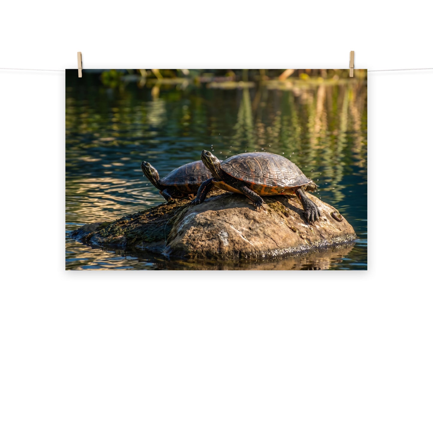 Sunshine Rock Wildlife Turtle Wall Art Print (5) Loose