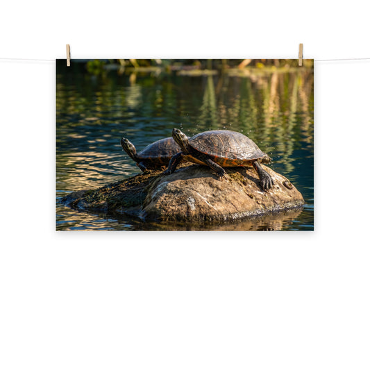 Sunshine Rock Wildlife Turtle Wall Art Print (5) Loose
