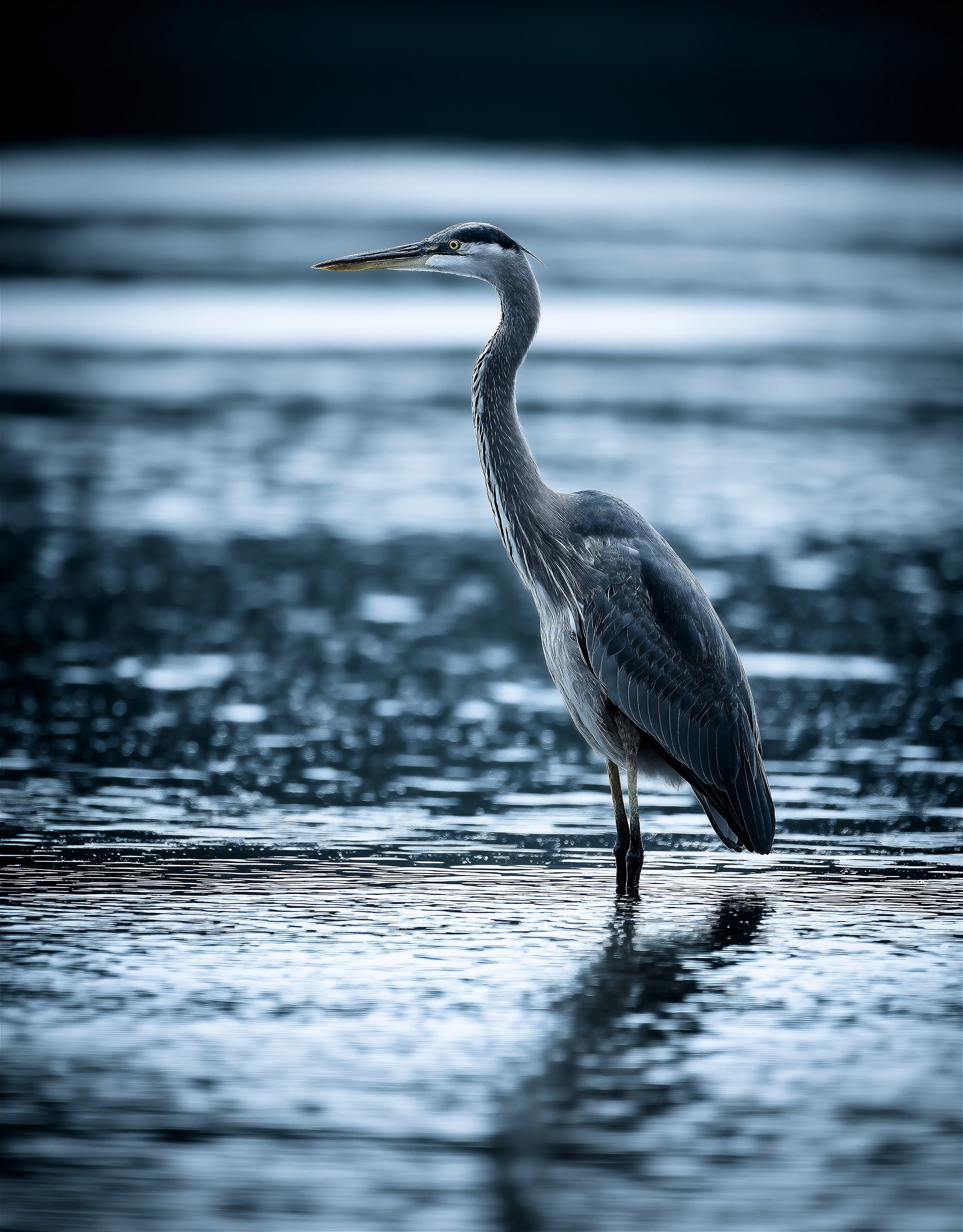 The Great Blue’s Vigil Wildlife Photorealistic Digital Painting