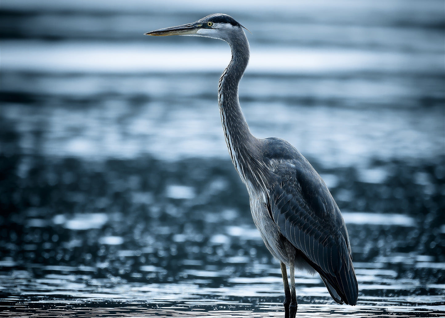 The Great Blue’s Vigil Wildlife Photorealistic Digital Painting 2