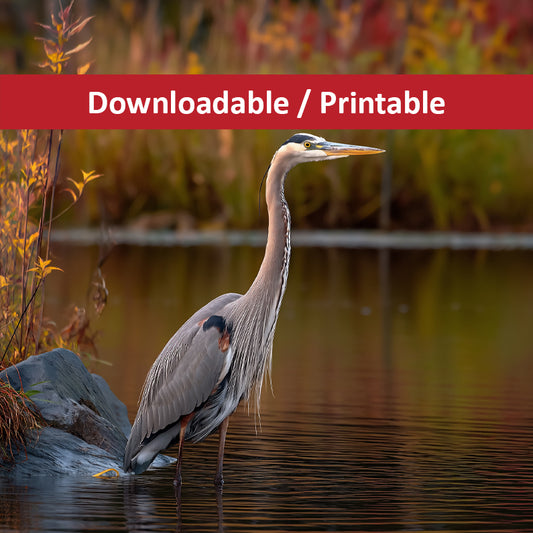 Blue Heron Artwork: The Patient Observer Wildlife Photorealistic Digital Painting DIY Downloadable and Printable Wall Art Prints