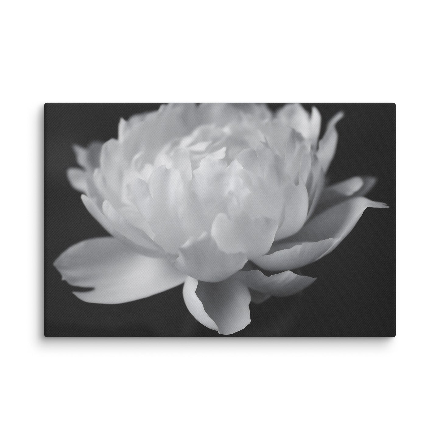 Velvet Shadows  Floral Photorealistic Digital Artwork Peony Flower Prints Black and White Canvas Wall Art Print