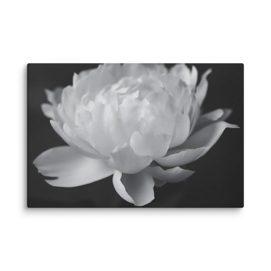 Velvet Shadows  Floral Photorealistic Digital Artwork Peony Flower Prints Black and White Canvas Wall Art Print