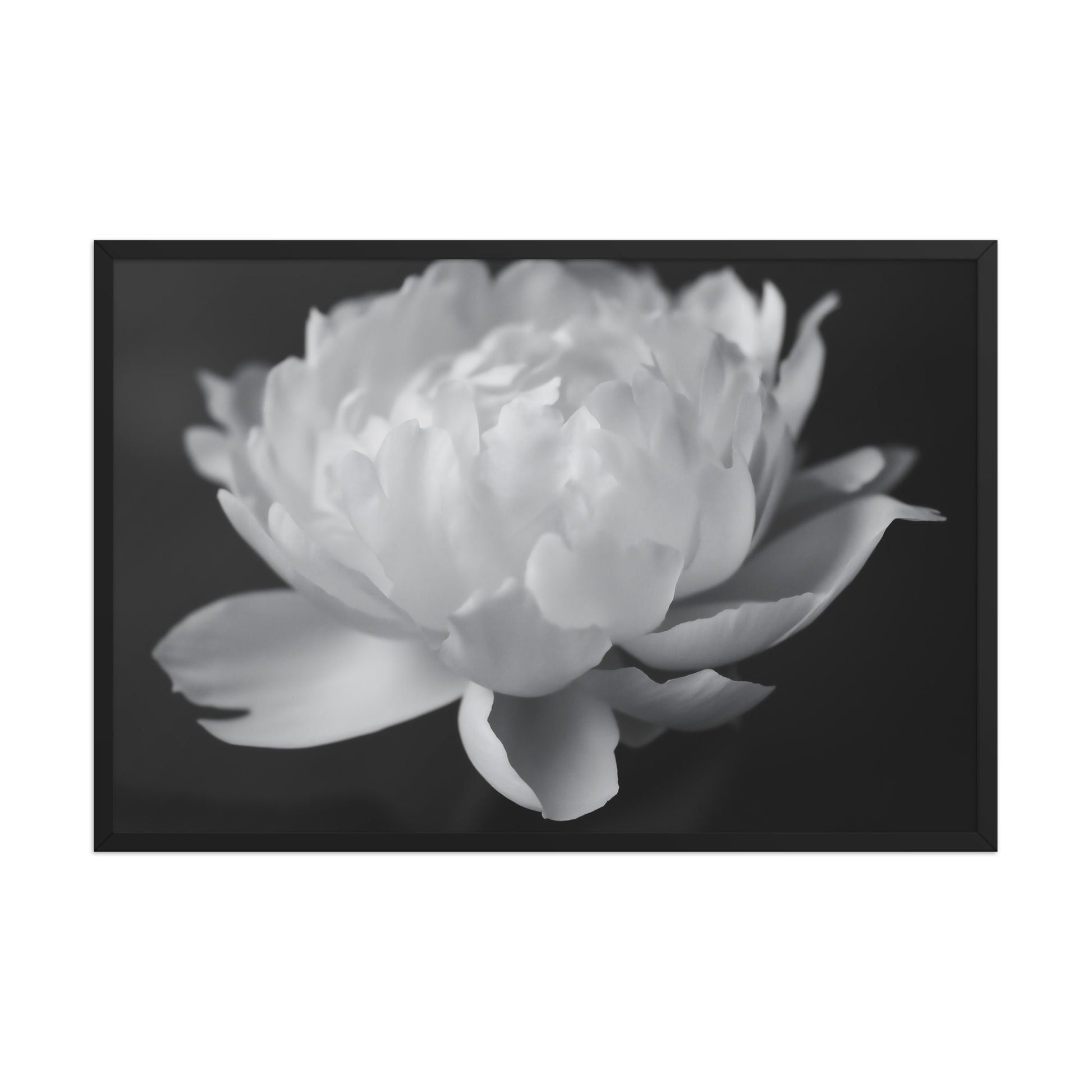 Velvet Shadows  Floral Photorealistic Digital Artwork Peony Flower Prints Black and White Framed Wall Art Print - Black Frame
