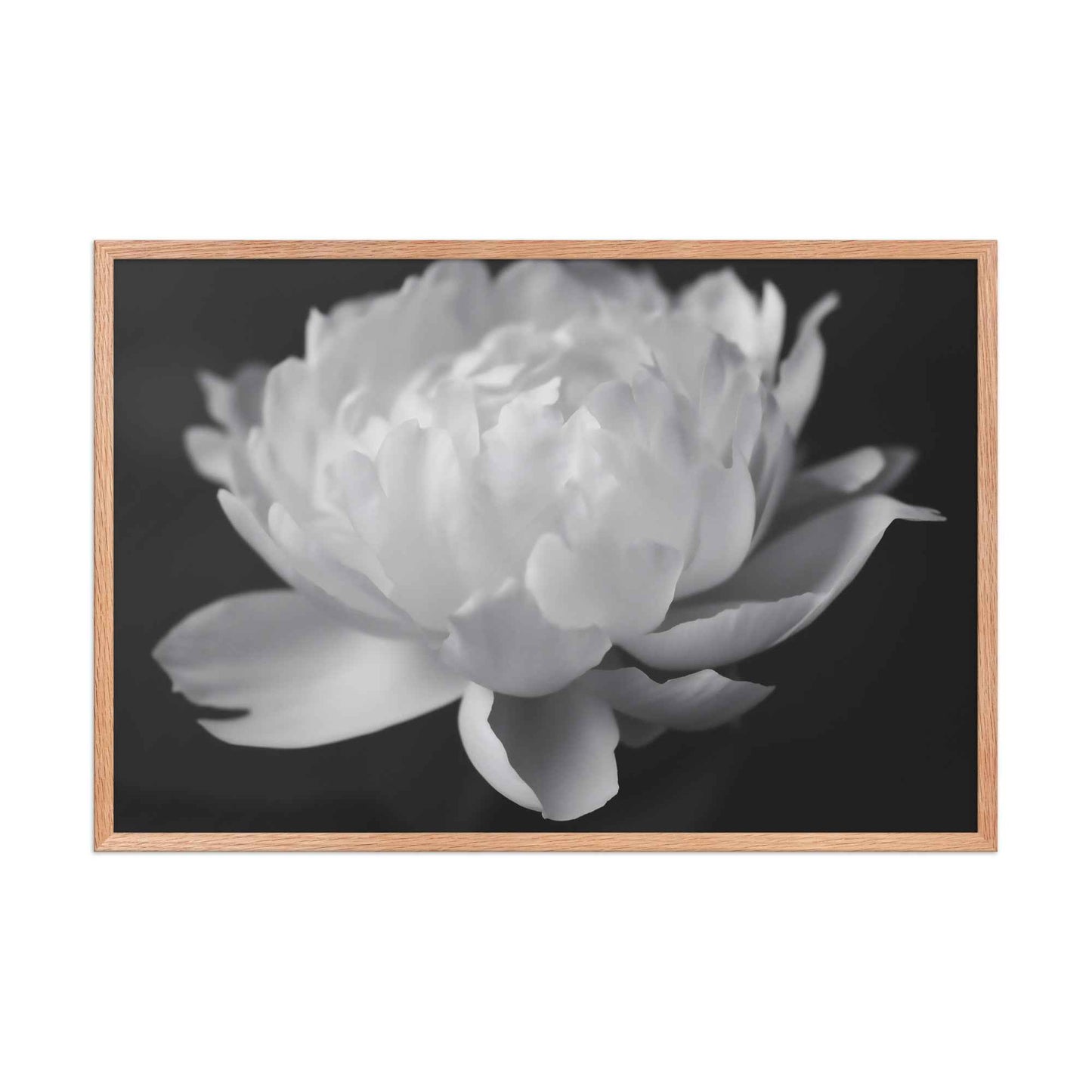 Velvet Shadows Floral Photorealistic Digital Artwork Peony Flower Prints Black and White Framed