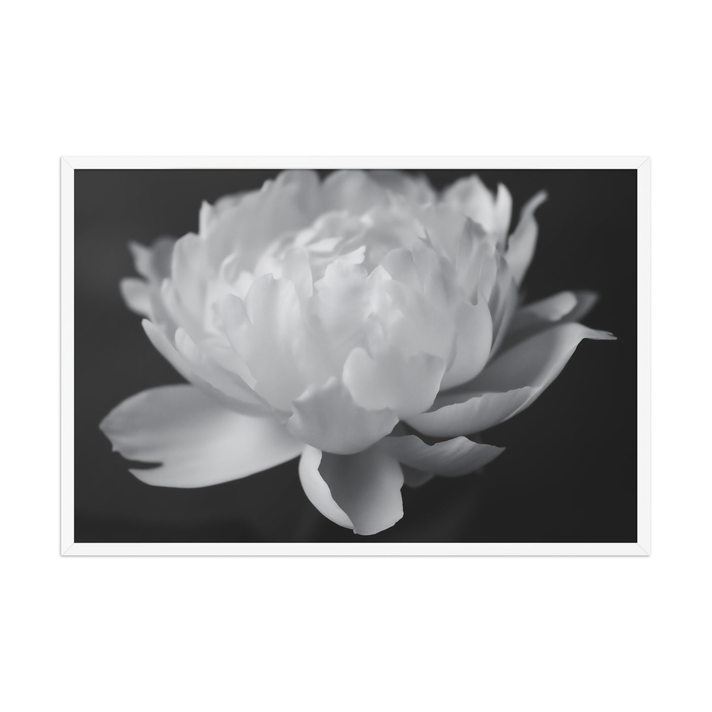 Velvet Shadows  Floral Photorealistic Digital Artwork Peony Flower Prints Black and White Framed Wall Art Print - White Frame