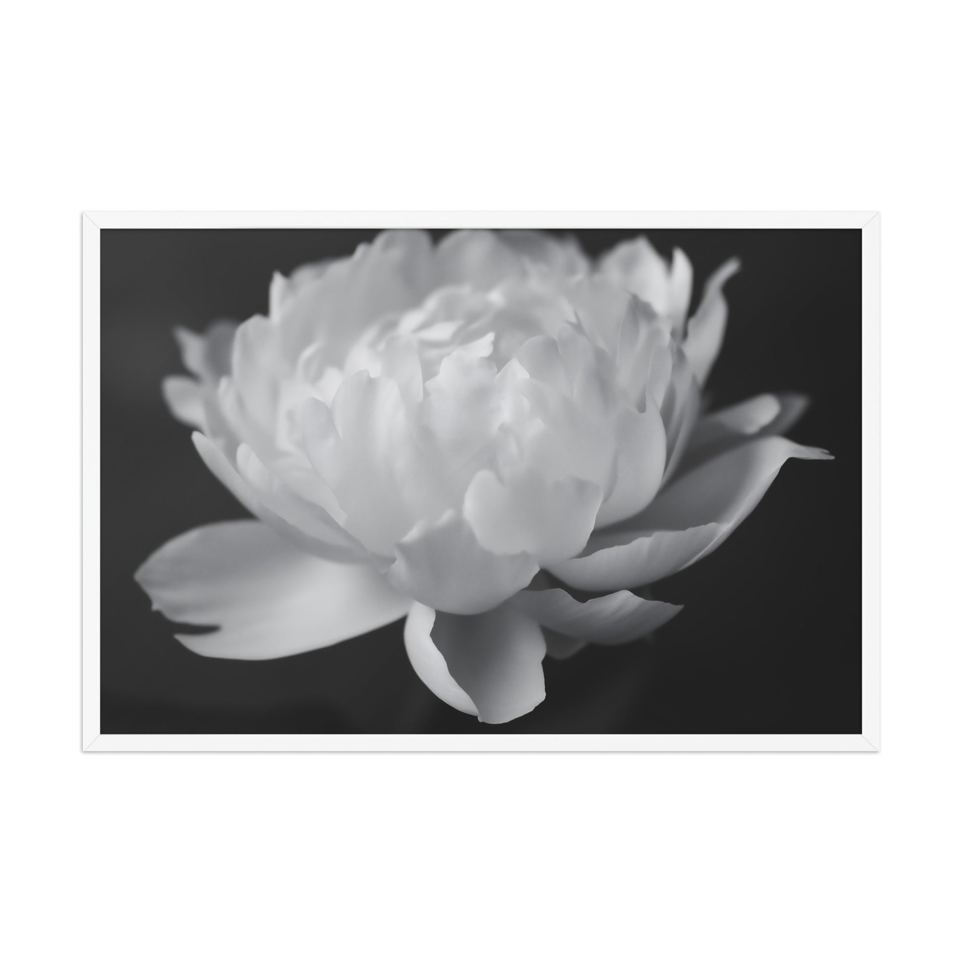 Velvet Shadows  Floral Photorealistic Digital Artwork Peony Flower Prints Black and White Framed Wall Art Print - White Frame