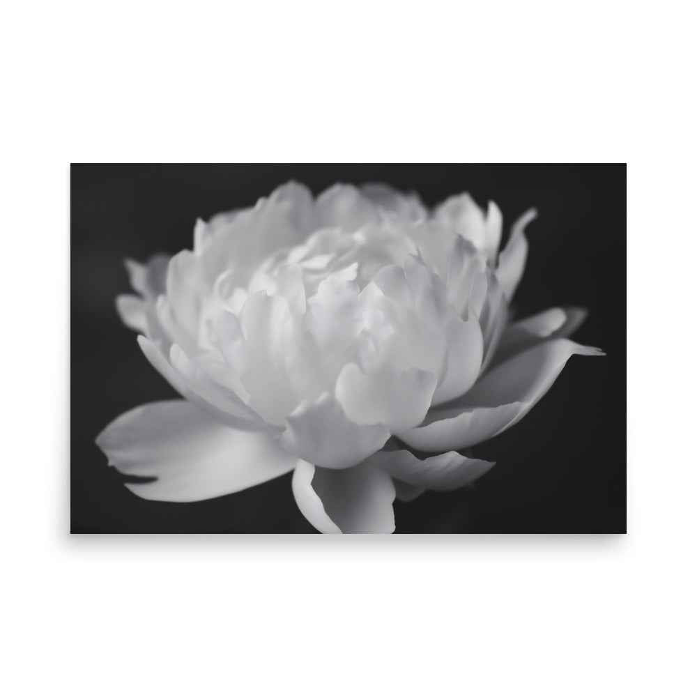 Velvet Shadows Floral Photorealistic Digital Artwork Peony Flower Prints Black and White Unframed