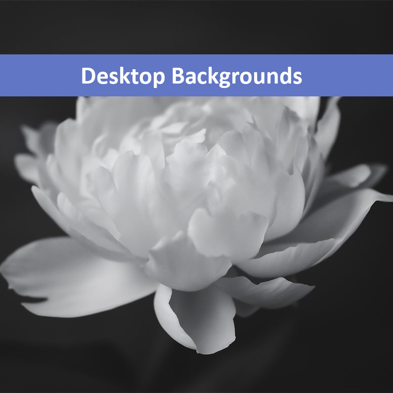 Velvet Shadows Floral Photorealistic Digital Artwork Wallpaper for Computer  Computer Monitors Smart TVs and Laptop Screens