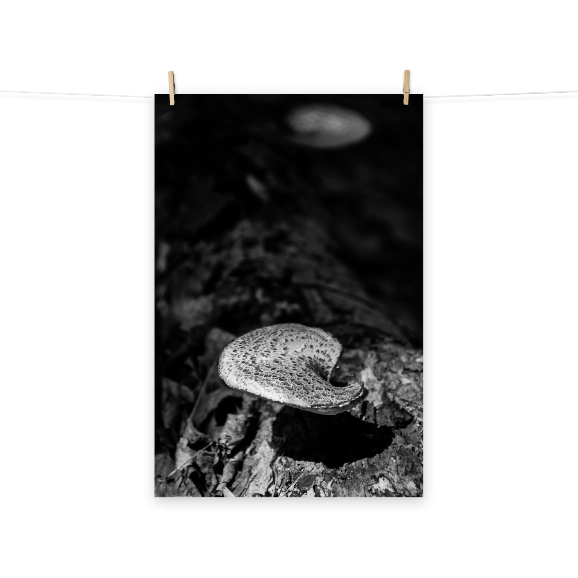 Rustic Botanical Prints: Mushroom on Log Black and White - Botanical / Plant / Nature Photograph Loose / Unframed / Frameable / Frameless Wall Art Print - Artwork