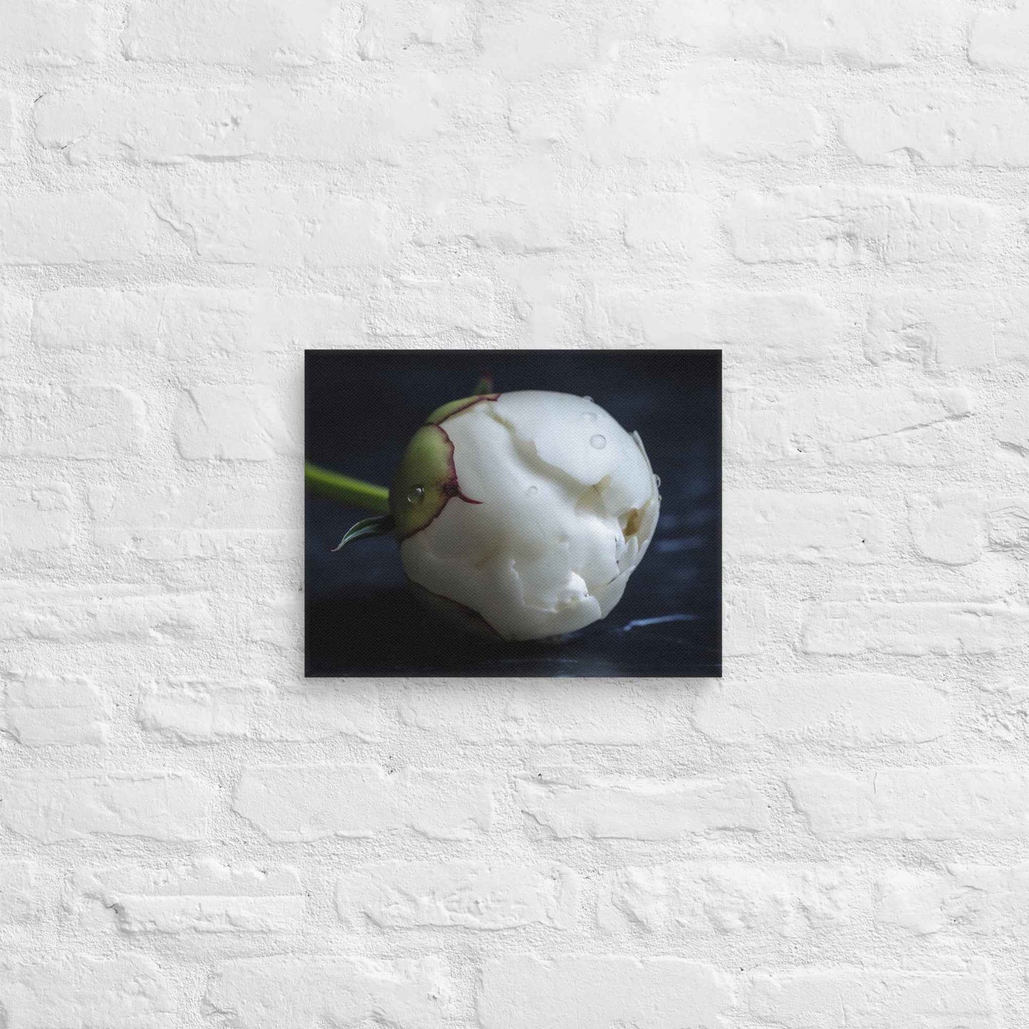 Stark Botanical Peony Bud Floral Photorealistic Digital Artwork Canvas Wall Art Print