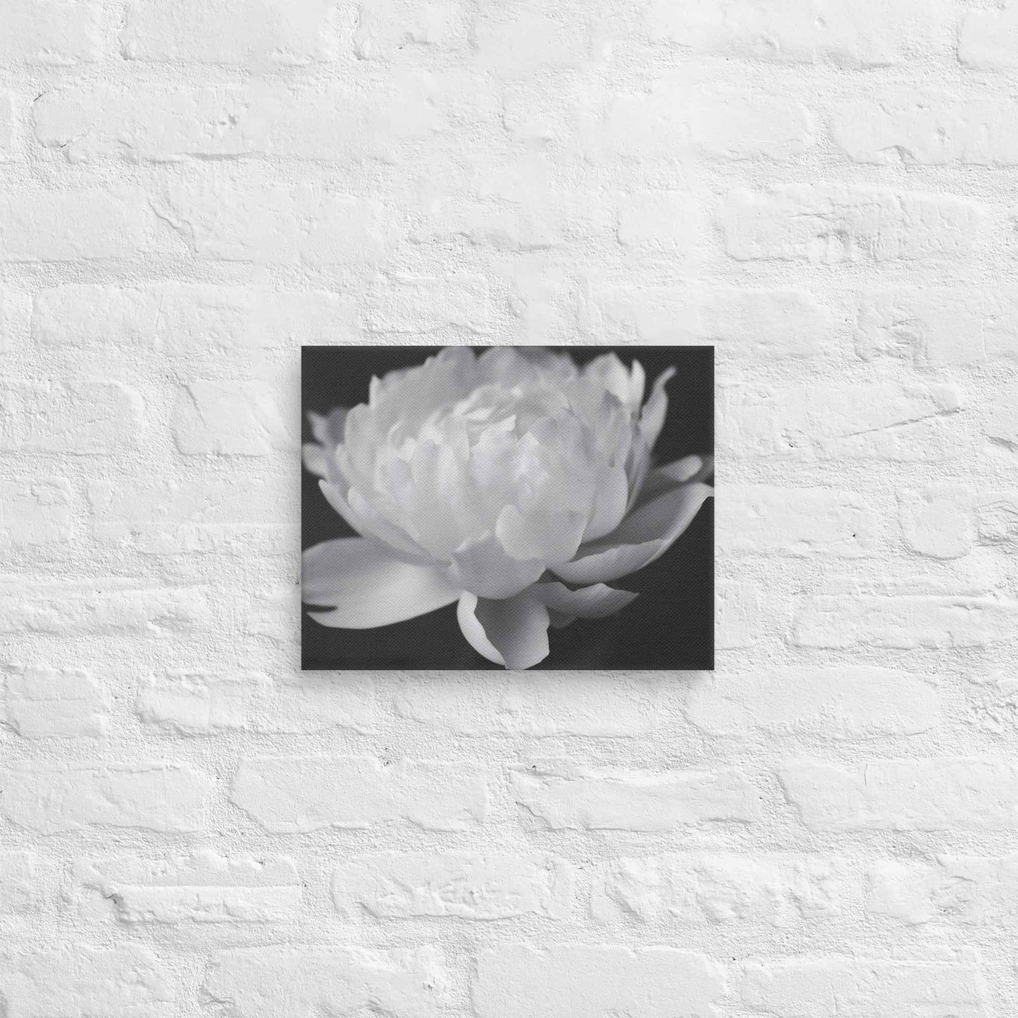 Velvet Shadows Floral Photorealistic Digital Artwork Peony Flower Prints Black and White Canvas